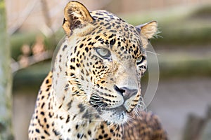 Cejlon Sri Lankan leopard, Panthera pardus kotiya photo