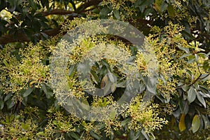 Cekiang Machilus with flowers