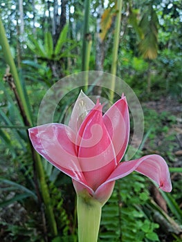 a celakak flower that wants to bloom fresh pink