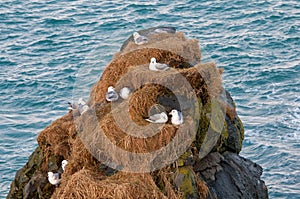 celand gulls resting on nests on a rock in the ocean