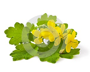 Celandine