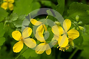 Celandine (Chelidonium) in garden. Healthy concept