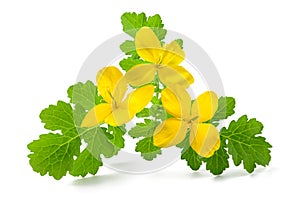 Celandine Chelidonium majus