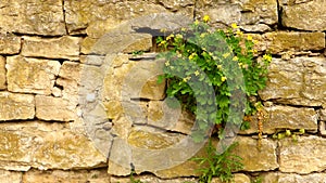 Celandine, Chelidonium majus, medicinal herb at old city wall