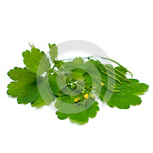 Celandine (Chelidonium majus), medicinal herbs