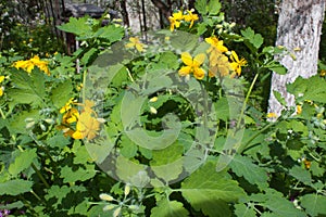 Celandine, Chelidonium, Yellow Flower, Natural Medical Herb