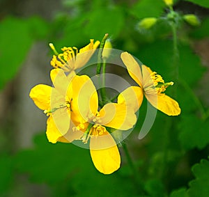 Celandine flower