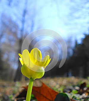 Celandine Flower