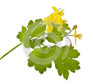 Celandine flowers