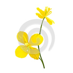 Celandine flowers. Vector illustration.