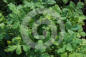 Celandine in the garden