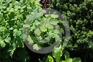 Celandine in the garden