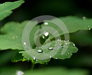 Celandine leaves are covered with dew