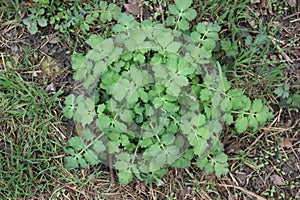 Celandine leaves in spring season in April