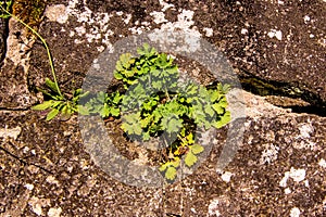 Celandine, medicinal herb on a medieval wall