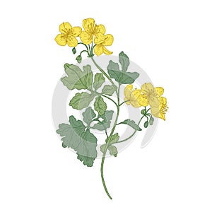 Celandine or nipplewort flowers isolated on white background. Botanical drawing of wild poisonous plant or toxic