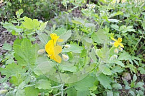 Celandine plant with yellow flowers