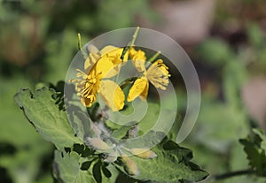 Celandine plant with yellow flowers and green leaves in the forest. Chelidonium majus or greater celandine or tetterwort or