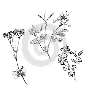 Celandine, roseship flower set hand drawn graphic botanical illustration isolated on white