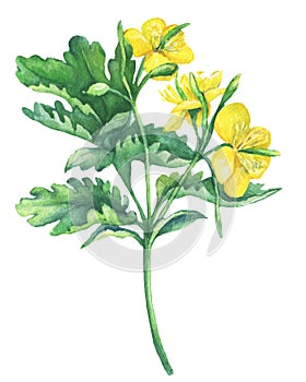 Celandine spring flowers Chelidonium majus .