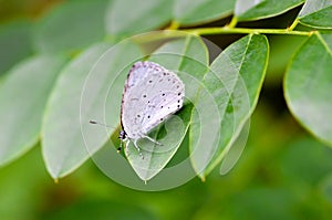 Celastrina Argiolus Also Called Holly Blue