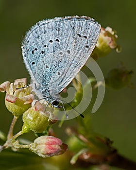 Celastrina argiolus on flower