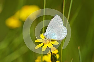 Celastrina argiolus, The holly blue butterfly photo