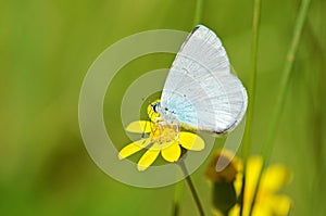 Celastrina argiolus, The holly blue butterfly on yellow flower