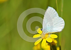Celastrina argiolus, The holly blue butterfly on yellow flower photo
