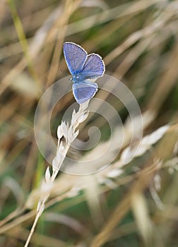 Celastrina argiolus - Holly Blue small butterfly at rest