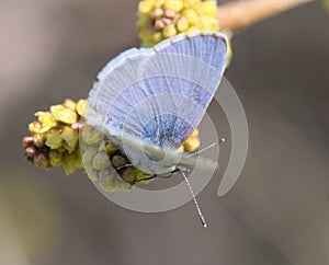 Celastrina echo