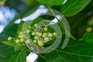 Celastrus Paniculatus