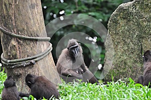 Celebes Crested macaque
