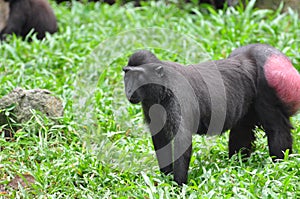 Celebes Crested macaque