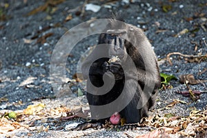 Celebes crested macaque