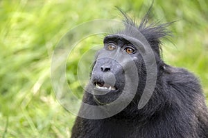 Celebes crested macaque