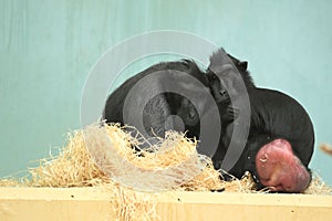 Celebes crested macaque