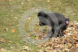 Celebes crested macaque