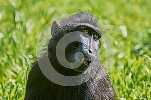 Celebes Crested Macaque