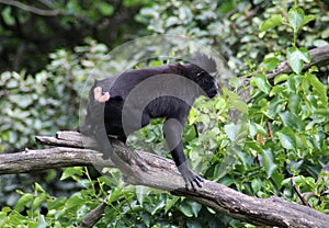 The Celebes crested macaque