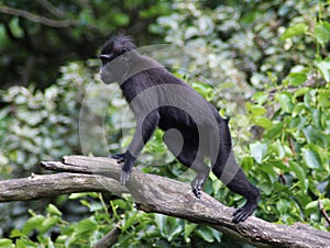 The Celebes crested macaque