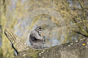 Celebes crested macaque on the branch of the tree. Close up portrait. Endemic black crested macaque or the black ape