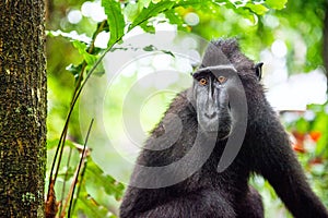 The Celebes crested macaque. Close up portrait.  Crested black macaque, Sulawesi crested macaque, or the black ape. Natural