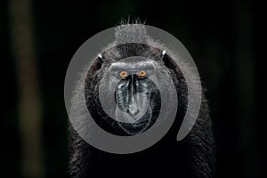The Celebes crested macaque. Close up portrait, front view, dark background.