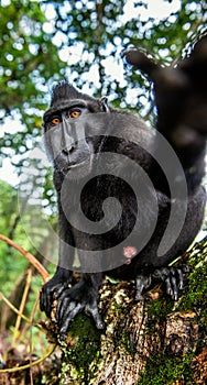 The Celebes crested macaque. Close up, wide angle.