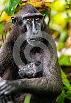 Celebes crested macaque and cub.