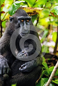 The Celebes crested macaque and cub.