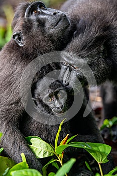 The Celebes crested macaque and cub. Crested black macaque, Sulawesi crested macaque, sulawesi macaque or the black ape. Natural