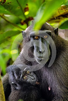 The Celebes crested macaque and cub. Crested black macaque, Sulawesi crested macaque, sulawesi macaque or the black ape. Natural