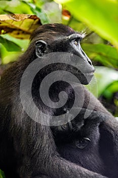 The Celebes crested macaque and cub. Cub nursing her mother`s breast milk.